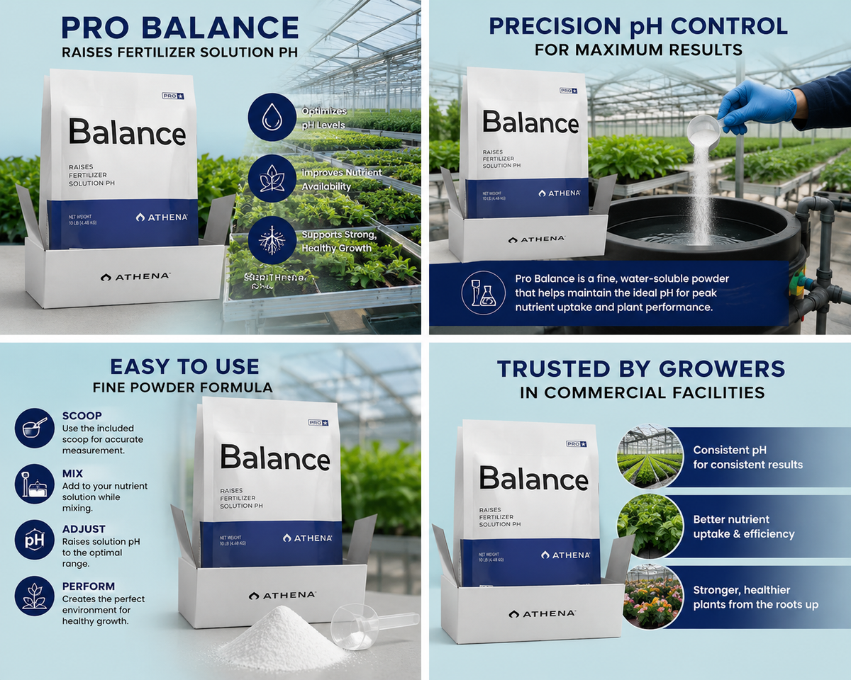 Athena Pro Balance 10lb Box