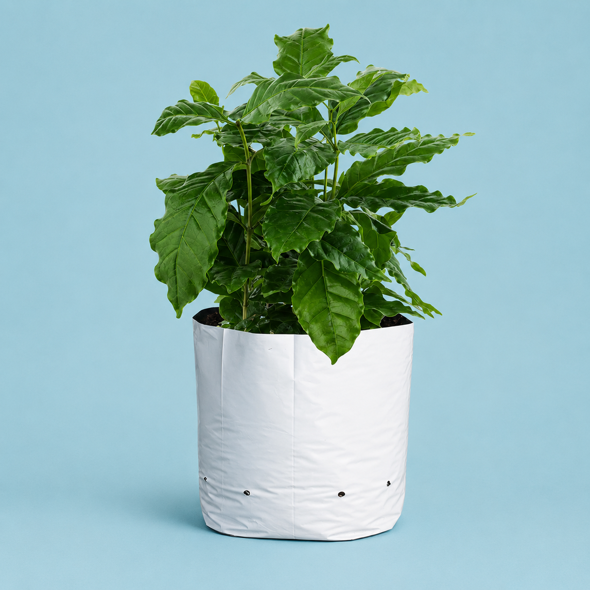 Sungrower WHITE/BLACK 1/2 GAL Grow Bag (100/pk)
