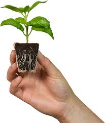 Root Riot Plugs Case of 1500