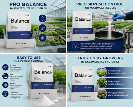 Athena Pro Balance 10lb Box