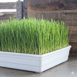 CASE 10" X 20" White Prop Tray - No Holes - Heavy Duty (100/case)